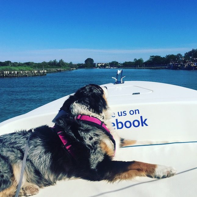 Bootstour mit Hund Laguni Amo Hund hundefreundlich Lagune Venedig