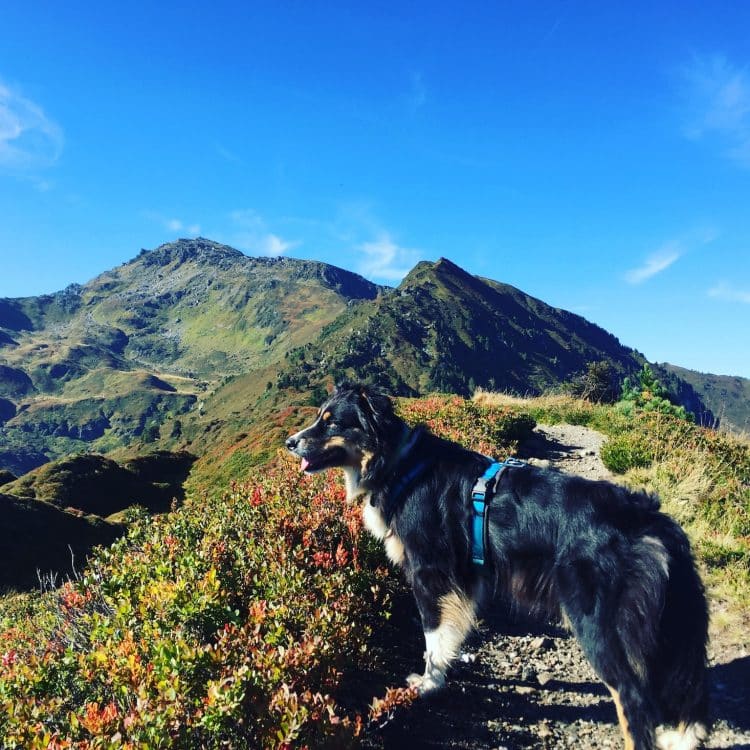 Alpen Wandern mit Hund