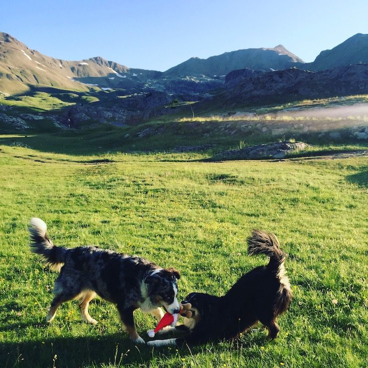 Col de la Bonette Col de la Bonette Hund camping ohne leine Australian Shepherd Wildcamping Vandog