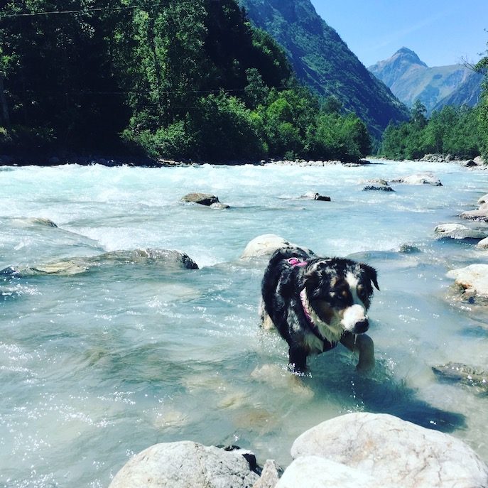 Vénéon Vénéon Französische Alpen Fluss Hund Camping