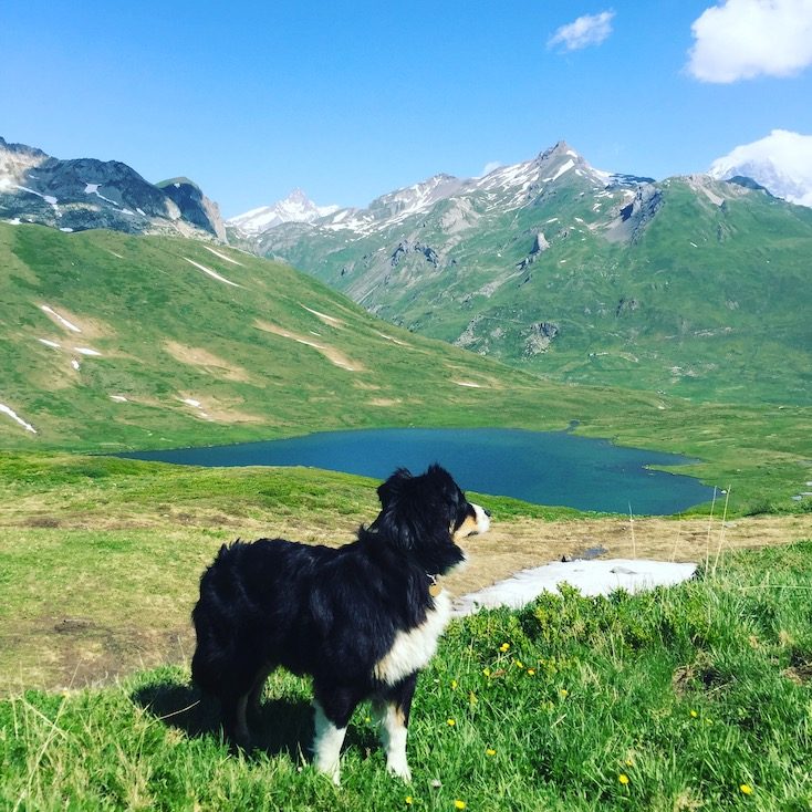 Col du Petit St. Bernard Alpenpass Frankreich Hund Wohnmobil Camping Roadtrip St Bernhard Pass Alpen Berge
