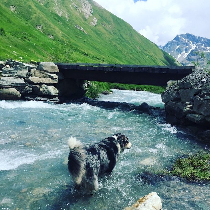 Col de l'iseran Col de l'iseran Südrampe hund wildcamping Frankreich Alpen Roadtrip Rundreise