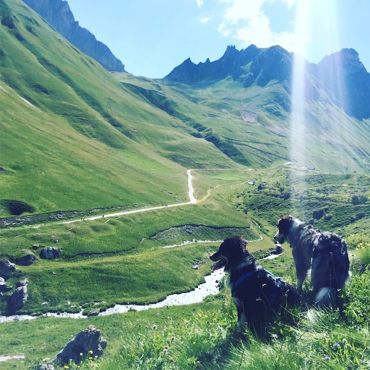 Col du galibier Col du Galibier Französische Alpen Frankreich hund Wandern Wanderung