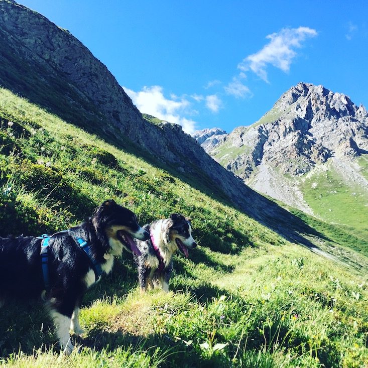 Col du Galibier Col du Galibier Alpen Frankreich Wandern Wanderung Hund Bergtour