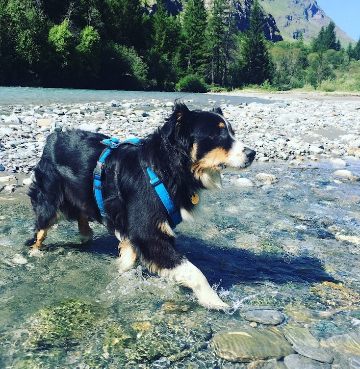 Val Cenis Hund Fluss Erfrischung Bach Frankreich Alpen Vanoise Nationalpark