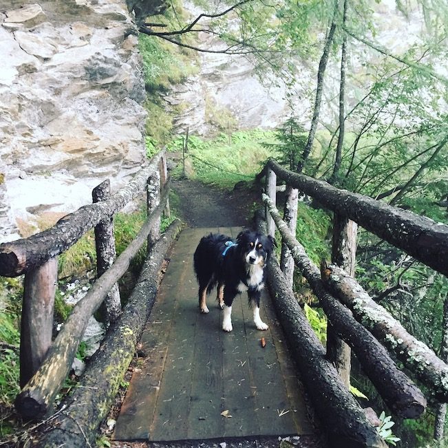 Alpe Adria Trail Alpe-Adria-Trail mit Hund Australian Shepherd Wandern Österreich