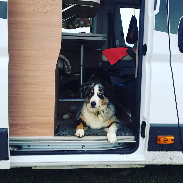 Camping mit Hund Campingbus Hund Camping Wohnmobil Australian Shepherd Welthundetag