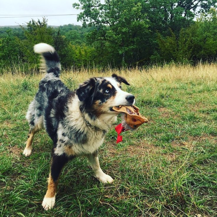 Welthundetag Welthundetag Australian Shepherd Liebe