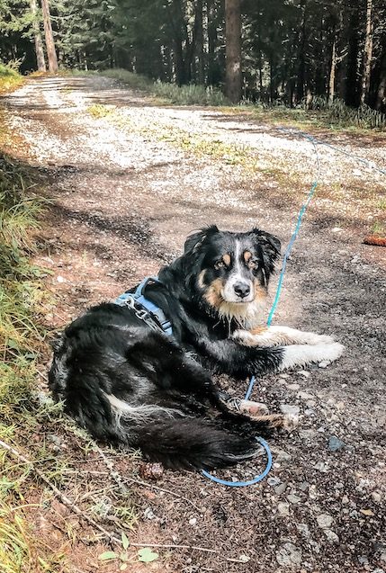 Alpe-Adria-Trail Wandern Weitwandern Fernwanderweg Kärnten Alpen Hund