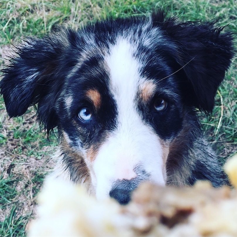 Welthundetag Welthundetag Australian Shepherd betteln