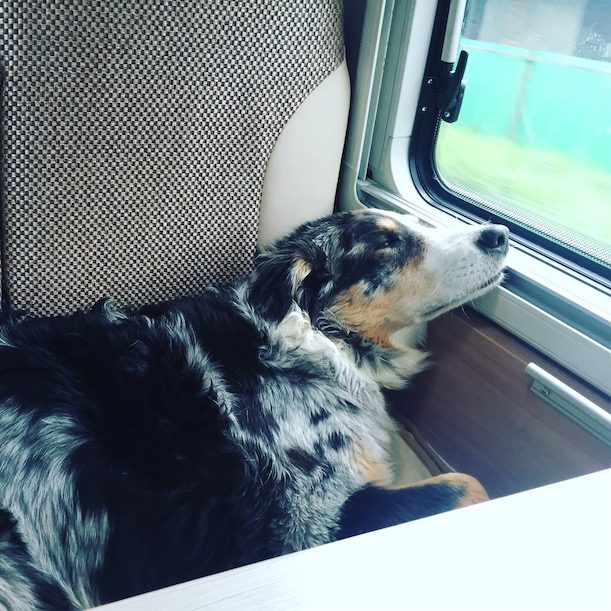 Camping mit Hund Welthundetag Camping Hund Australian Shepherd Campingbus Wohnmobil
