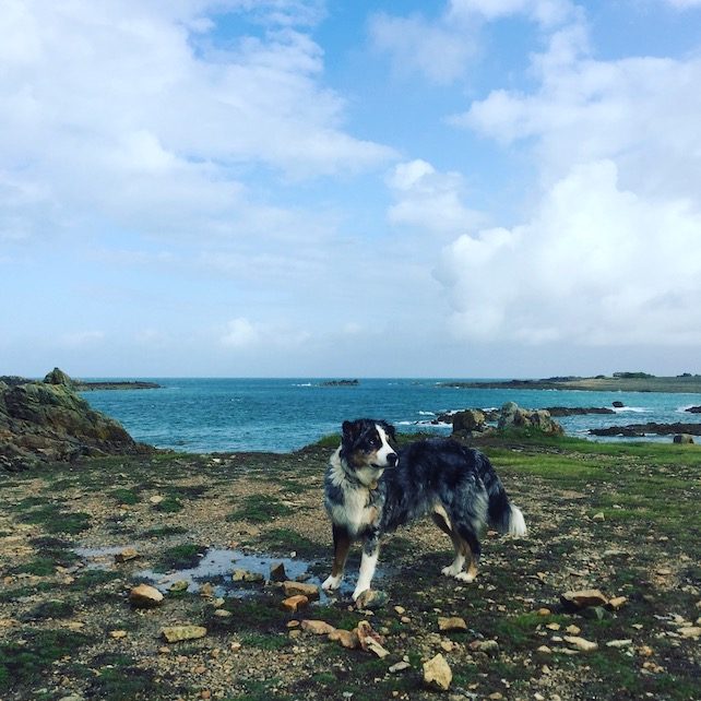 Normandie Normandie Hund Camping Atlantik Urlaub Frankreich Wandern Australian Shepherd