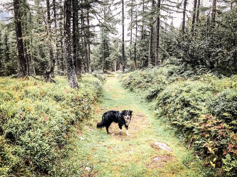 Alpe-Adria-Trail Alpe-Adria-Trail mit Hund Kärnten wandern