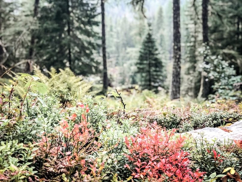 Alpe-Adria-Trail Wandern m it Hund Spätsommer Herbst Österreich Kärnten