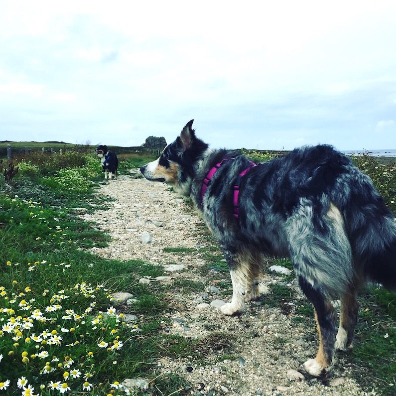 La Hague Cotentin La Manche Normandie wandern Wanderung Hund Küstenwanderweg Zöllnerweg Sentier du Littoral
