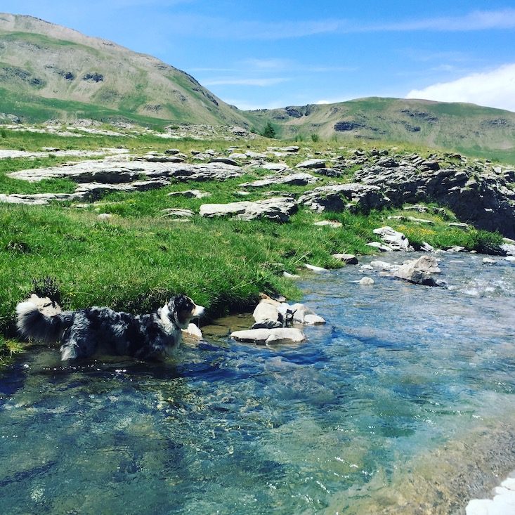 Col de la Bonette Frankreich Reisen mit Hund Camping Wildcamping Alpenpässe Rundreise Frankreich Australian Shepherd