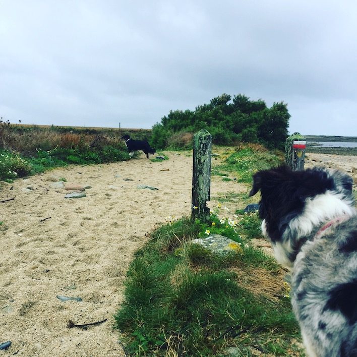 La Hague Frankreich Normandie Küstenwanderung Hund Sentier du Littoral GR 223 Zöllnerweg Weitwandern
