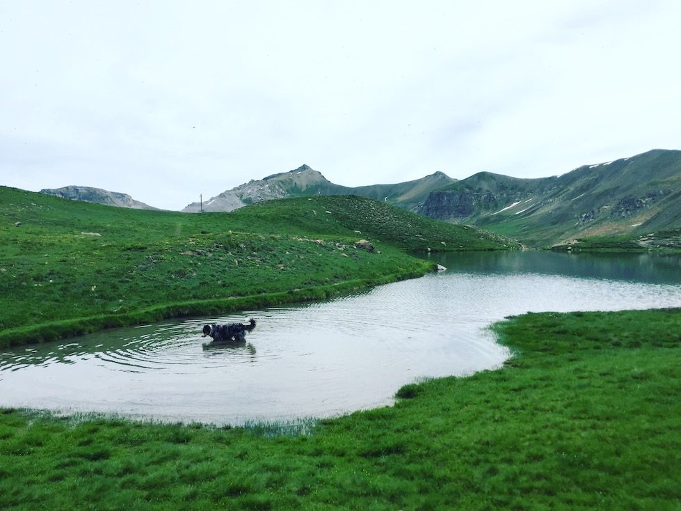 Col de la Bonette Lac Verdet Wandern Wanderung Hund Frankreich Alpen