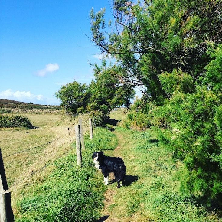 La Hague Normandie Frankreich wandern mit Hund Wanderung Küstenwanderung