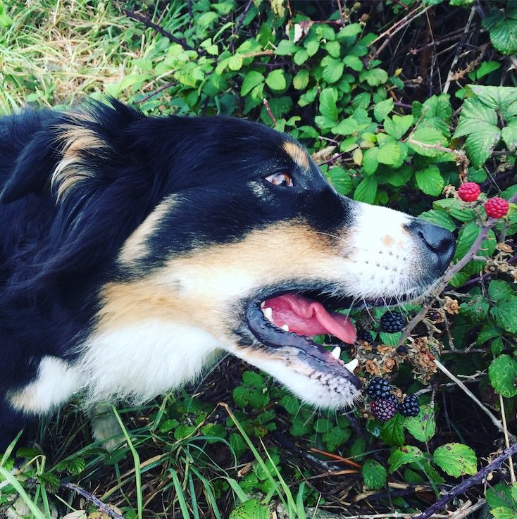 La Hague Frankreich Camping Hund wandern Australian Shepherd Brombeeren