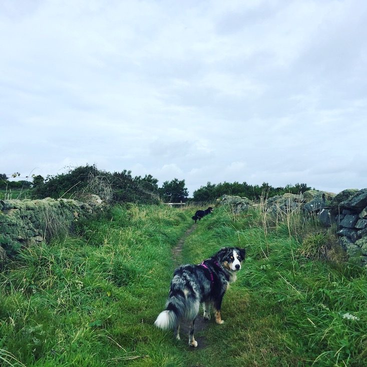 La Hague La Hague Normandie Cotentin La Manche wandern Wanderung Hund