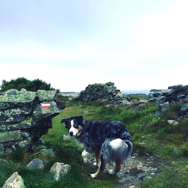 La Hague Frankreich Normandie La Manche Wandern mit Hund Weitwanderweg Zöllnerweg GR 223