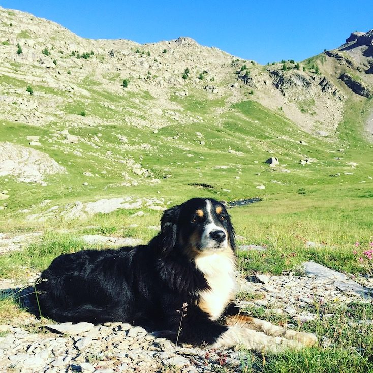 Col de la Bonette Camping mit Hund Frankreich Roadtrip Alpen Pass Australian Shepherd