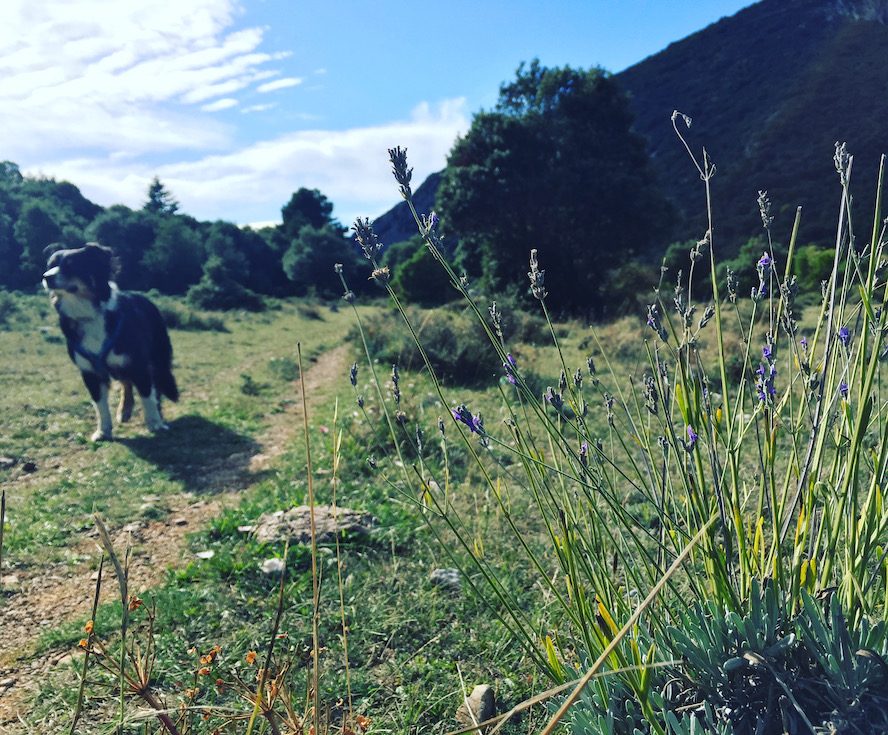 Languedoc Roussillon Südfrankreich Frankreich Wandern mit Hund Weitwanderweg Aude Pays cathare Sentier Cathare wildkräuter