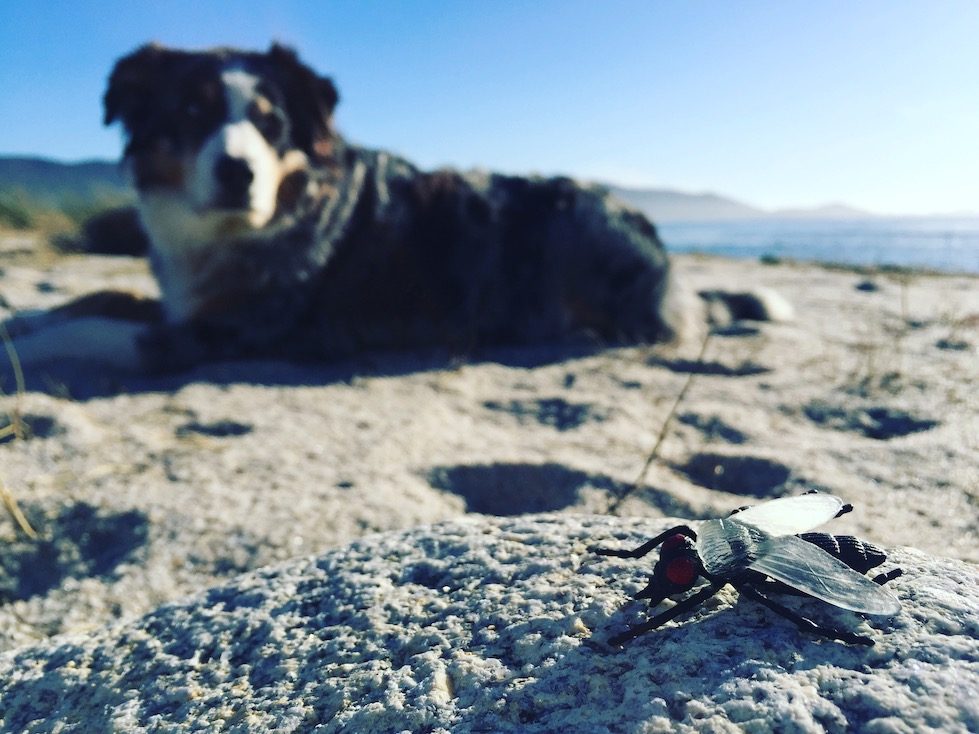 Insekten-Protein Hundefutter aus Insekten Bellfor schwarze Soldatenfliege