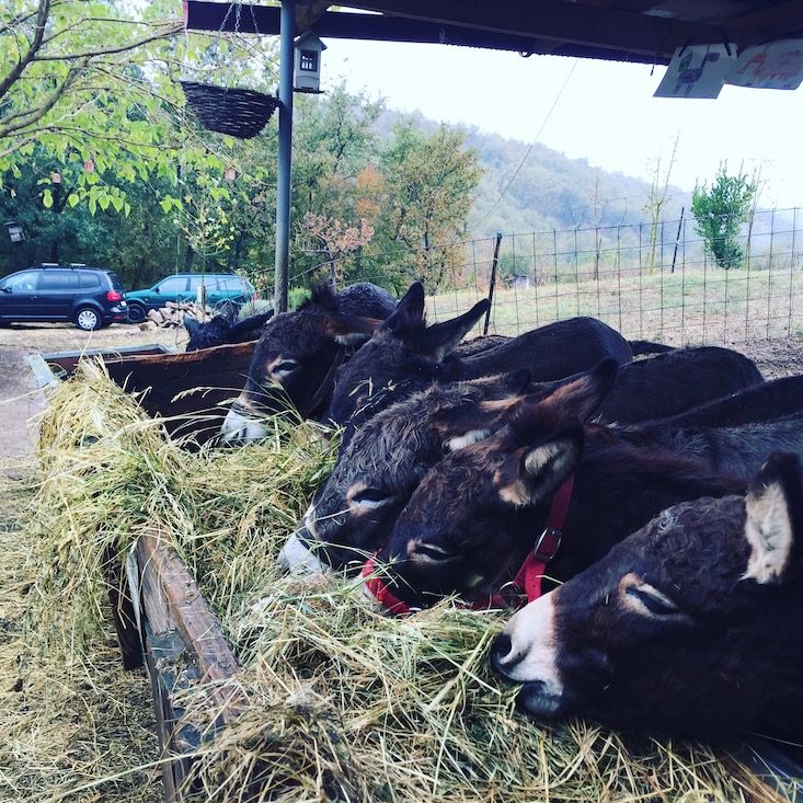 Farma Magaraca Martinici Esel Eselfarm Montenegro Hund