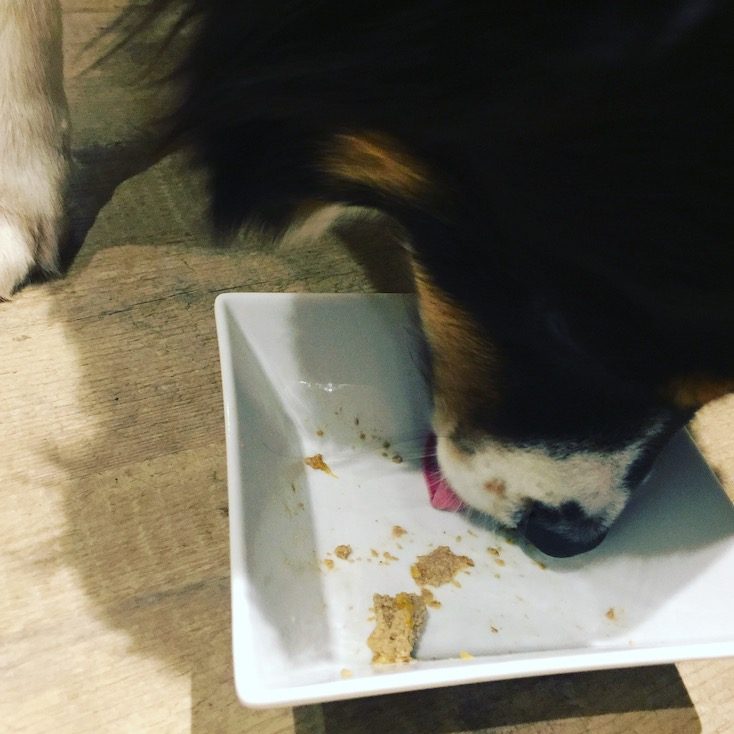 Bellfor Insekten-Protein Bellfor Insektenfutter Hundefutter aus Insekten getreidefrei schwarze Soldatenfliege Futtertest Landgut-Menü