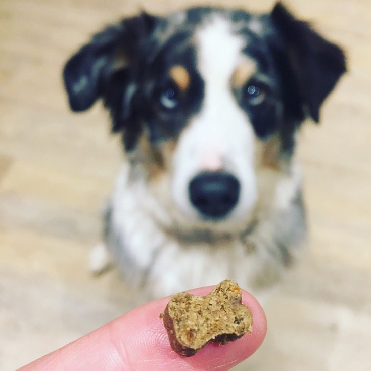 Bellfor Bellfor Snack Leckerli aus Insektenprotein schwarze Soldatenfliege Landgut-Happen getreidefrei Futtertest