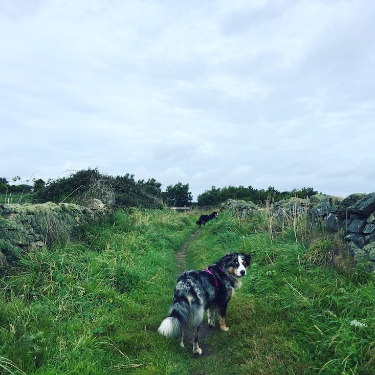 La Hague Normandie Cotentin La Manche wandern Wanderung Hund