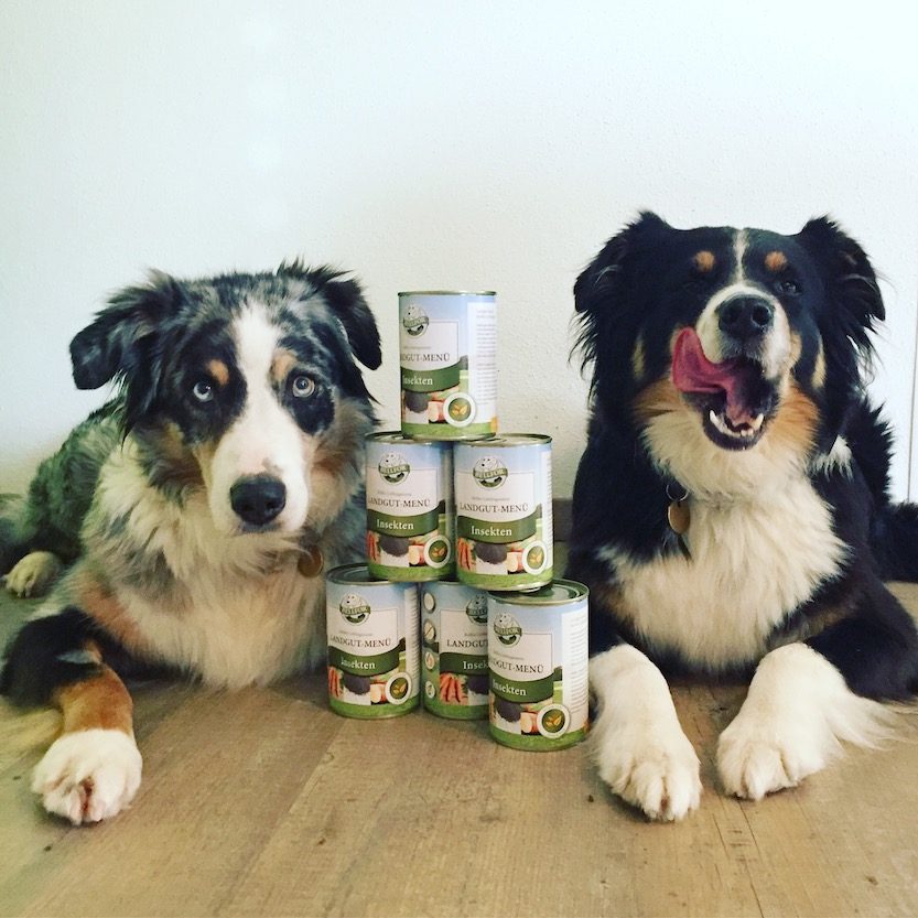 Bellfor Langut-Menu Bellfor Insektenfutter Insektenprotein getreidefrei Hundefutter Futtertest