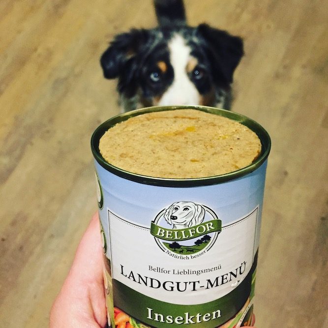 Bellfor Insekten-Protein Bellfor Landgut-Menü schwarze Soldatenfliege Larve getreidefrei Hundefutter Insektenfutter