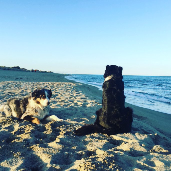 Languedoc-Roussillon Camping mit Hund urlaub mit Hund Mittelmeer Frankreich Südfrankreich Rundreise le Brasilia Canet en Roussillon