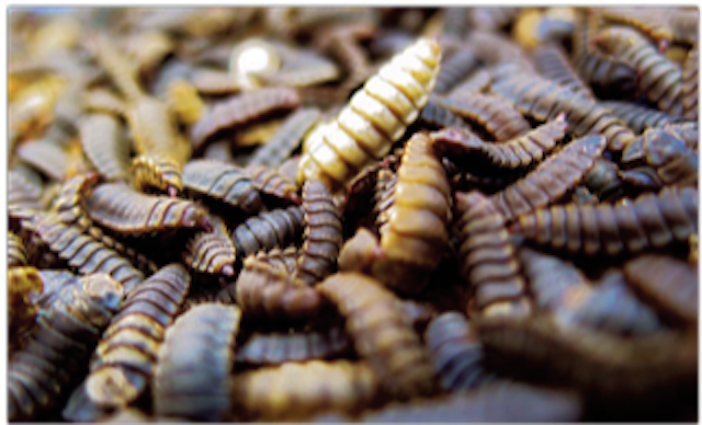 Bellfor Larve der schwarzen Soldatenfliege Insekten-Protein Futter aus Insekten Hundefutter Test