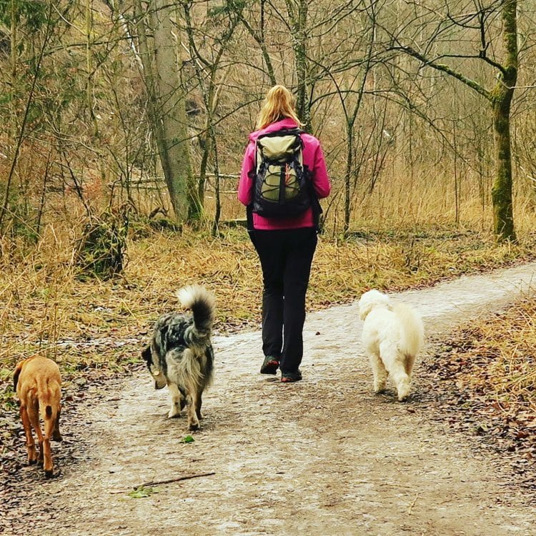 Wandern mit Hund, Fünf-Seen-Land, Bayern, Starnberg, Gruppenwanderung