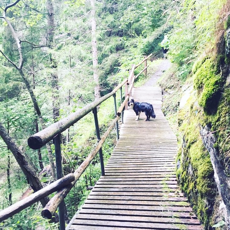 Alpe-Adria-Trail Hund wandern Wanderung Weitwandern Kärnten