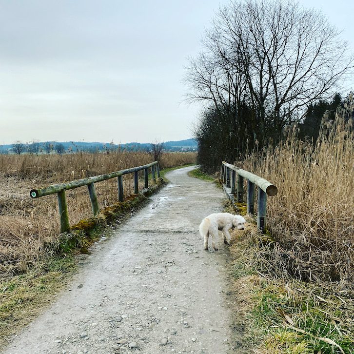 ErlebnisHunde Maisinger See Naturschutzgebiet Wandern mit Hund Hundewanderung Starnberg Bayern Fünf-Seen-Land