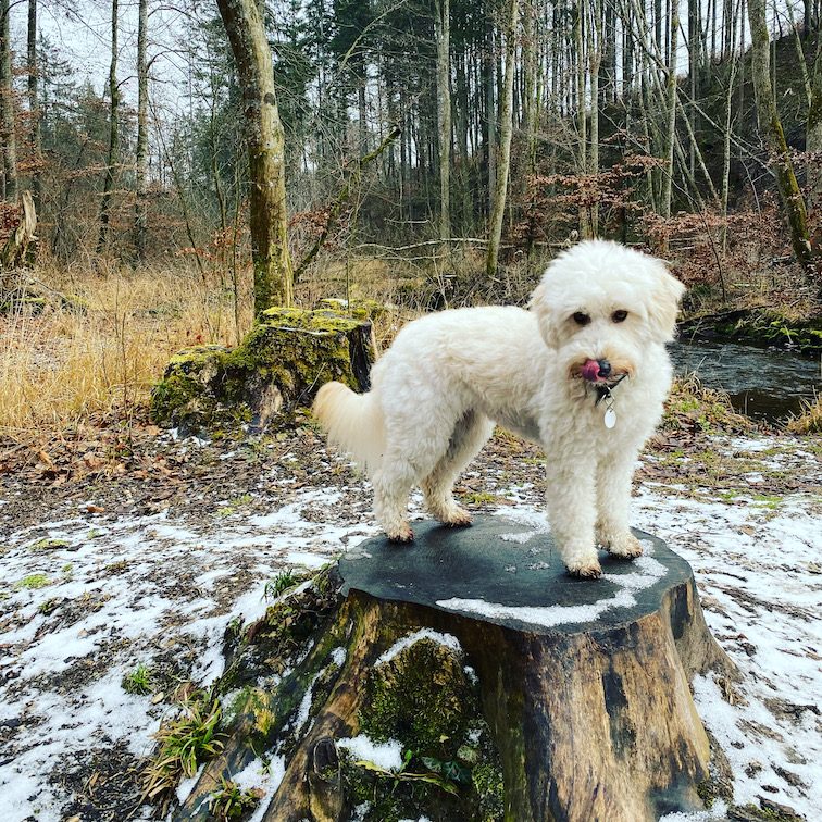 ErlebnisHunde ErlebnisHunde Wandern mit Hund Hundewanderung Gruppenwanderung Starnberg Maisinger Schlucht Maising Bayern Fünf-Seen-Land