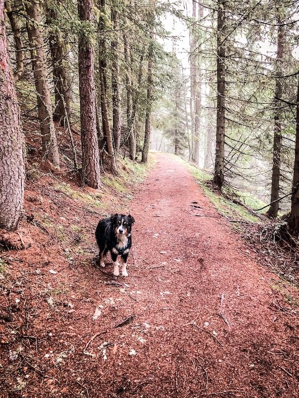 Alpe-Adria-Trail mit Hund Weitwandern Fernwandern Wanderweg Kärnten