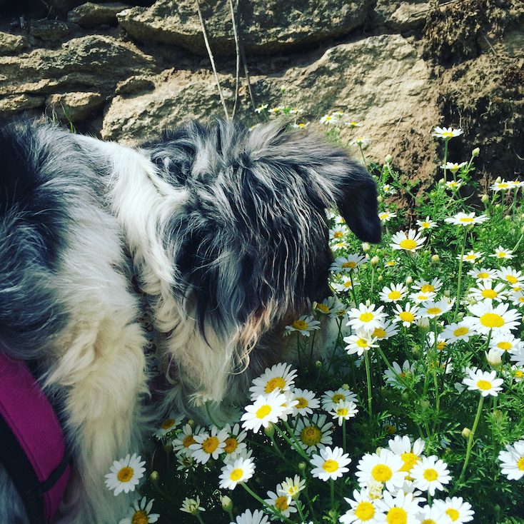 Reisen mit Hund wandern Camping Niederösterreich Retzer Weinland Australian Shepherd