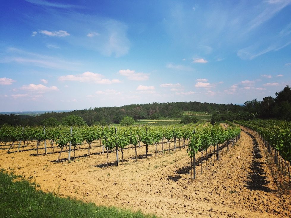 Weinviertel Weinviertel Retz Niederösterreich Wandern und Camping mit Hund Thayatalweg