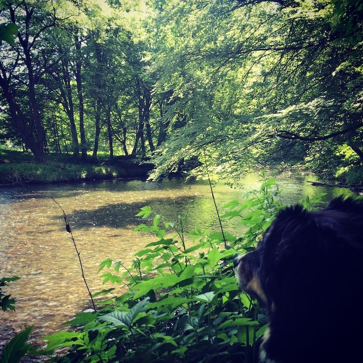 Wandern mit Hund Thayatalweg Retz Niederösterreich Weitwanderung