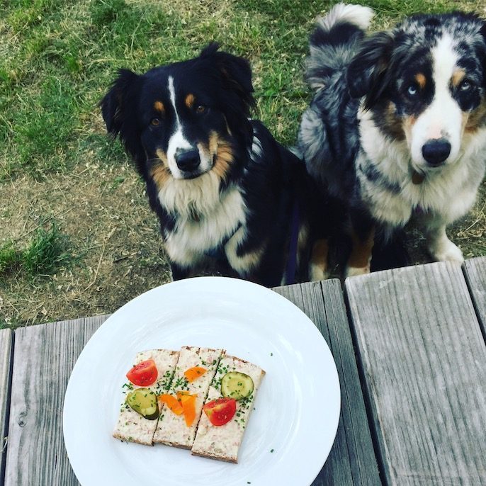 Weinviertel Retz Camping mit Hund Australian Shepherd