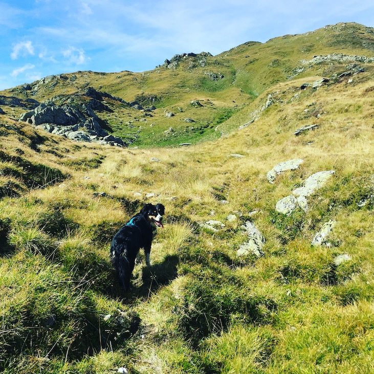 Pallspitze Pallspitze Kitzbüheler Alpen Brixental Kelchsau Langer Grund Wandern mit Hund Australian Shepherd