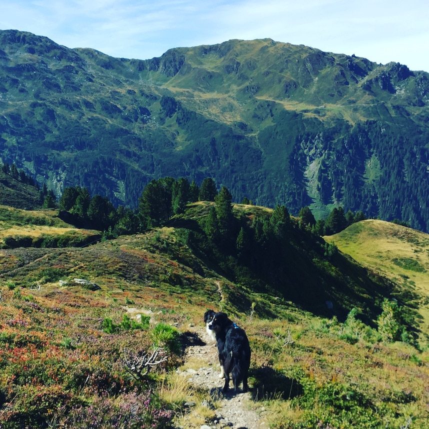 Pallspitze Kelchsau Brixental Wandern mit Hund Kitzbühler Grasberge Australian Shepherd