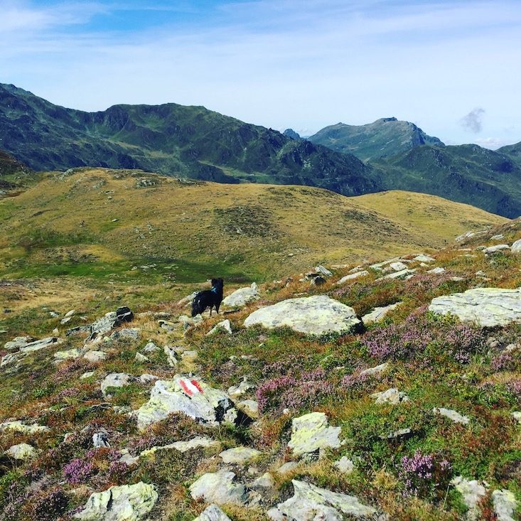 Pallspitze Wandern mit Hund Kelchsau Langer Grund Brixental Grasberge Heidelbeeren