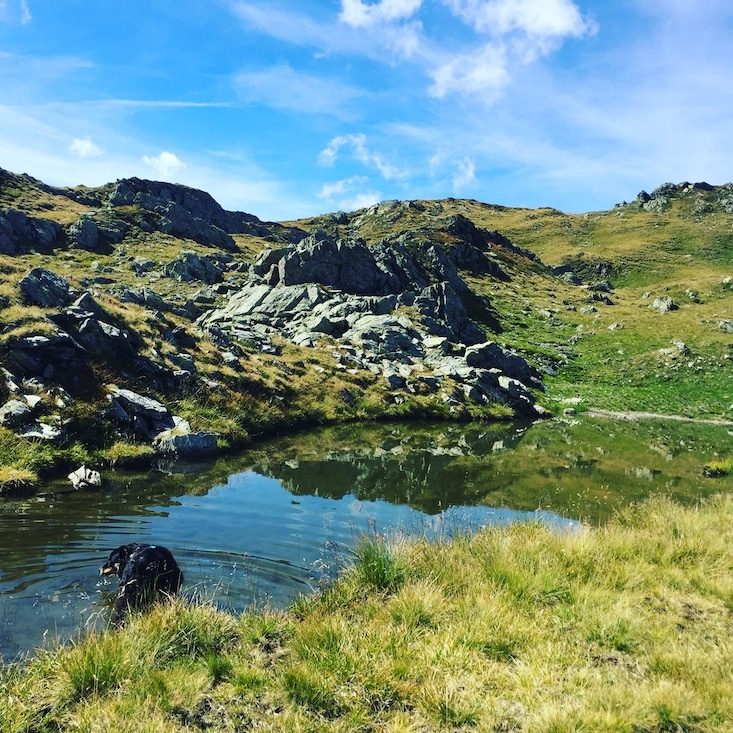 Pallspitze Blaue Lacke Pallspitze Kelchsau Wandern mit Hund Kitzbüheler Alpen Langer Grund Brixental Tirol